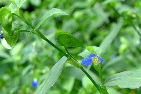 客厅适合放什么花，熟知的有吊兰、月季花、鸭跖草等