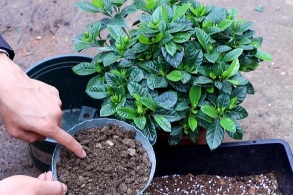 大花盆植物如何换盆，需要提前一到两周进行控水处理