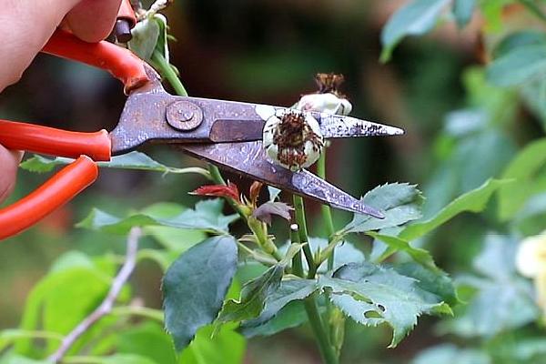 月季花怎么修剪，可以在春秋两季修剪