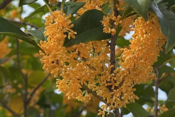 桂花分雌雄吗，没有雌雄之分