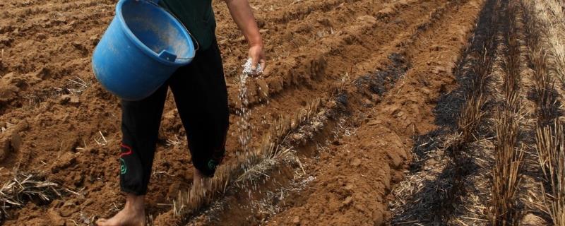 土壤中供植物生长的肥料是什么，是氮磷钾肥
