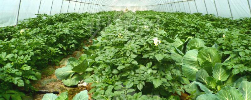 大棚菜的种植方法，种植前需对土壤进行杀菌处理