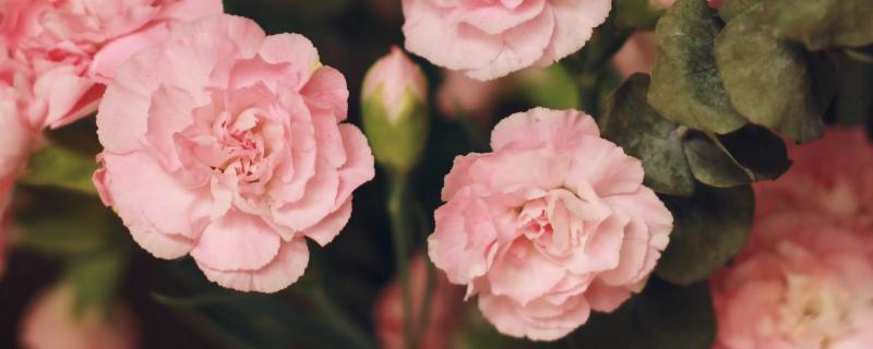 粉色康乃馨的寓意，寓意热爱、活力或思念之情等
