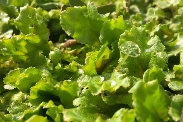 地钱是什么植物，是地钱科的常绿植物