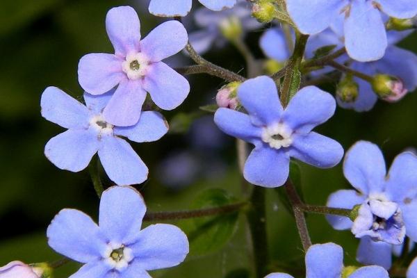 代表友谊的花卉是什么，万寿菊、夹竹桃、勿忘我等品种表示友谊