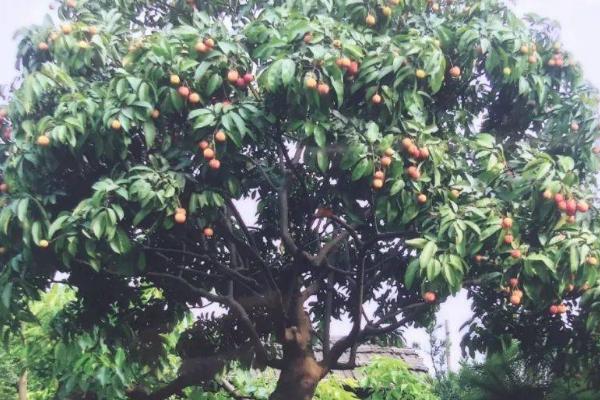 荔枝树盆栽种植方法，适合在营养充足的有机酸性土壤种植