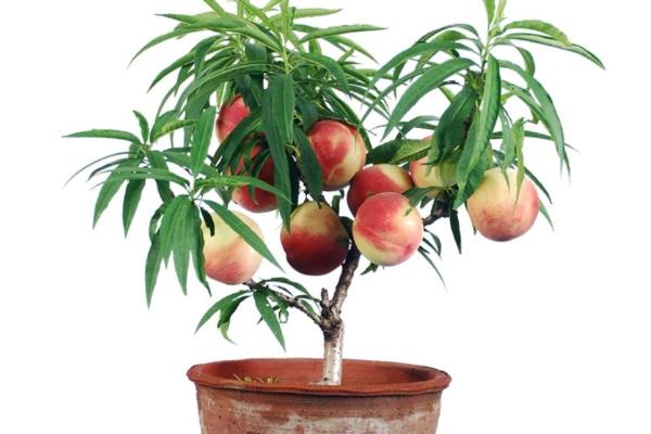 盆栽蟠桃怎么浇水，根据天气的变化来浇水