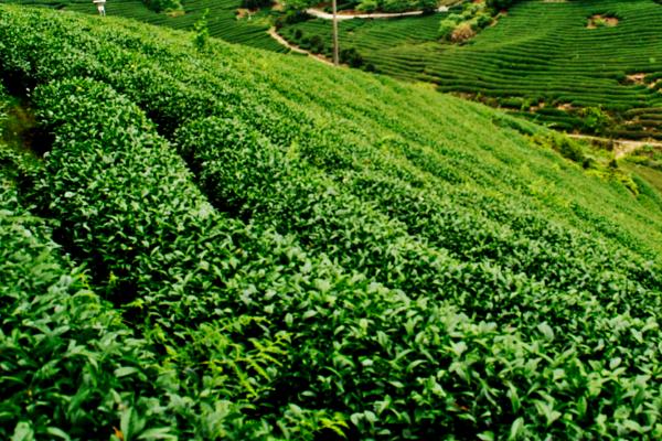 高山茶产地在哪个地方，主要产自台湾