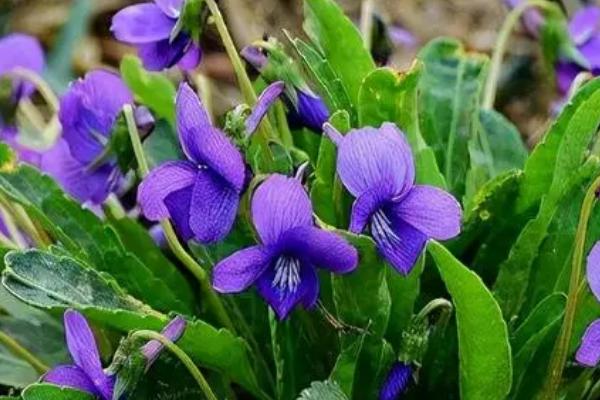 紫花地丁的特点，植株较为矮小