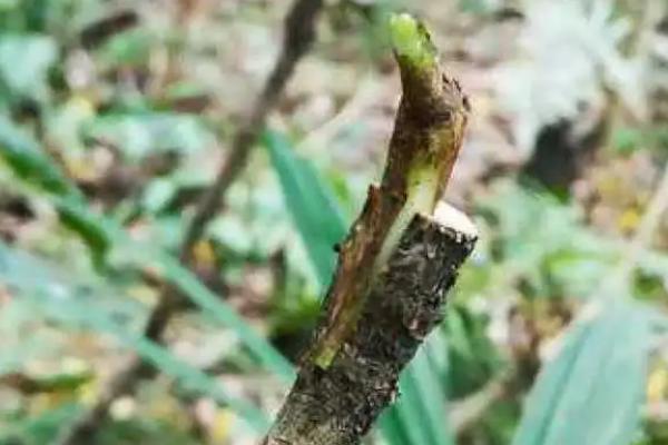 枇杷树的嫁接时间和方法，可在每年春秋两季进行