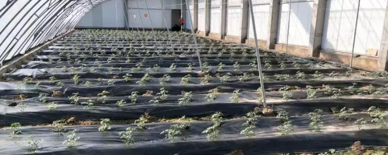 黑地膜可以种植哪些农作物，适用于西瓜、草莓和土豆等