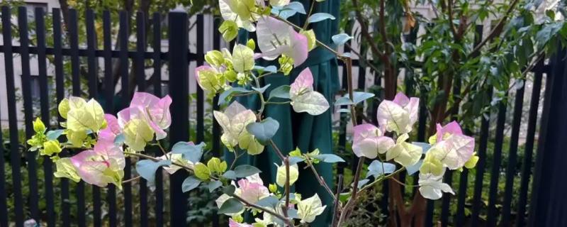 三角梅冬天开花吗，花期从冬季持续到夏季