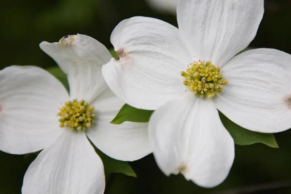 四照花的繁殖方法，可播种、扦插、分蘖和嫁接