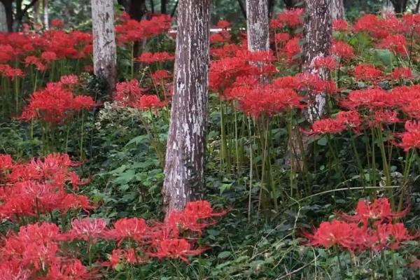 彼岸花球怎么保存，可以直接将其埋入到土壤中保存