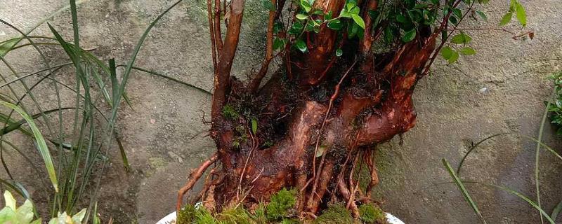 下山桩头如何生根，可以添加植物生长激素来促进根系生长