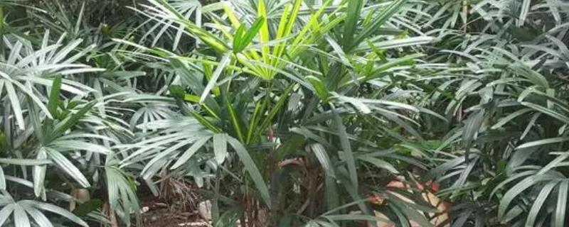 棕竹的养殖方法，适合生长在较为湿润的环境中