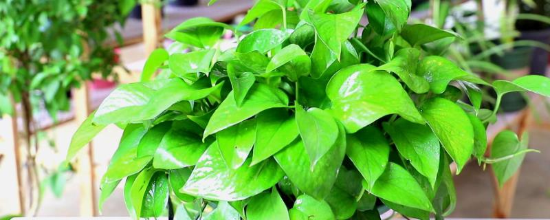 哪些植物可以吸收甲醛，绿萝、吊兰、虎尾兰等品种具有吸收甲醛的能力