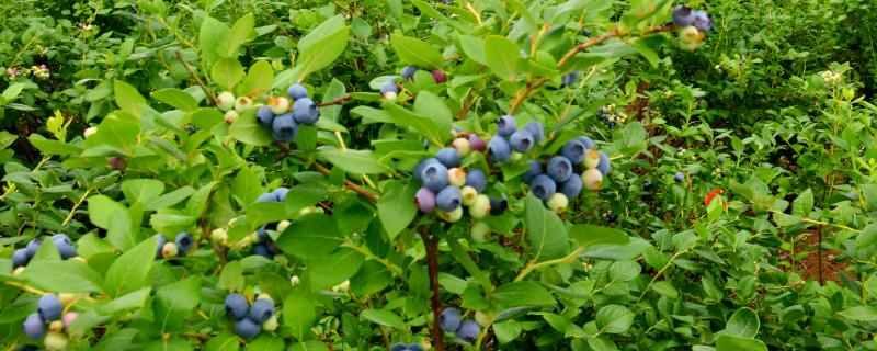 蓝莓树的种植要点，建议选择三年生果苗作为基质