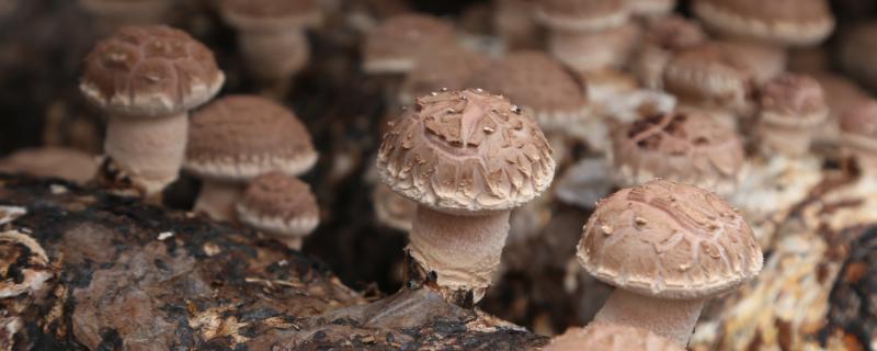 蘑菇的种类，常见这10种