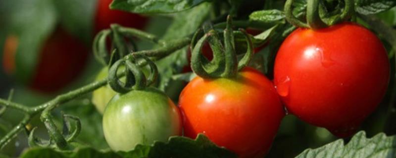 西红柿不开花怎么办，需正确浇水、合理施肥和及时补充光照等