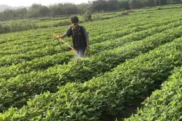 花生病害怎么防治，患病严重的植株可拔除烧毁