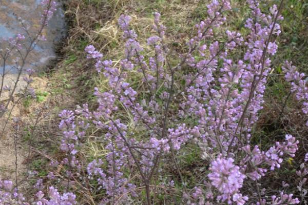 芫花怎么移植，种植前需对根部进行修剪