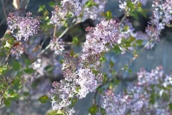 芫花怎么移植，种植前需对根部进行修剪