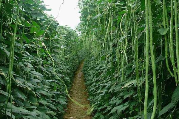 豆角什么时候开花结果，6-9月份开花结果