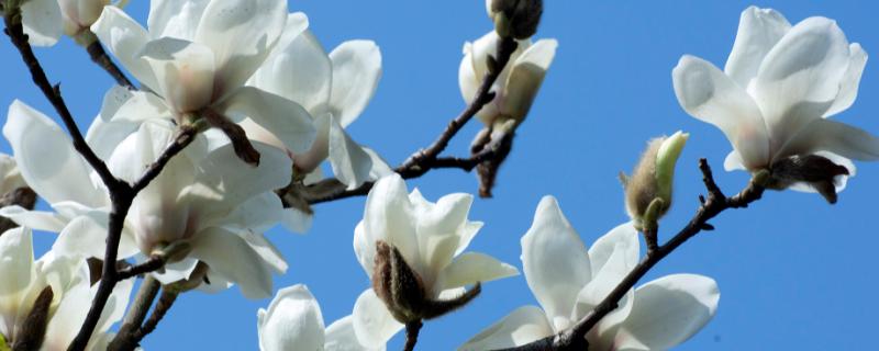 玉兰花是什么味道，香味非常浓郁