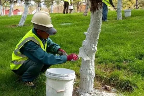 植物有什么过冬的方式，可套袋、刷白漆或者捆绑草绳等