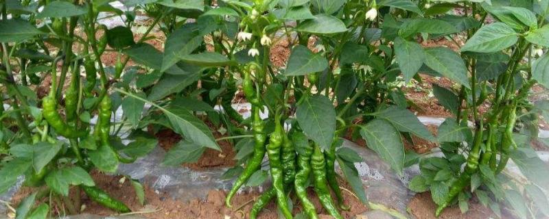辣椒的生长适温，白天23-28℃晚上18-23℃为佳