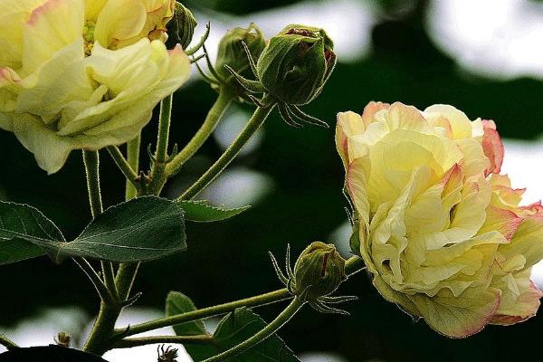 芙蓉花长斑的原因，可能是病虫害导致