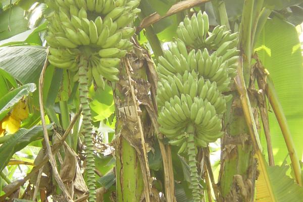香蕉有种子吗，香蕉果肉上黑褐色的小点就是种子