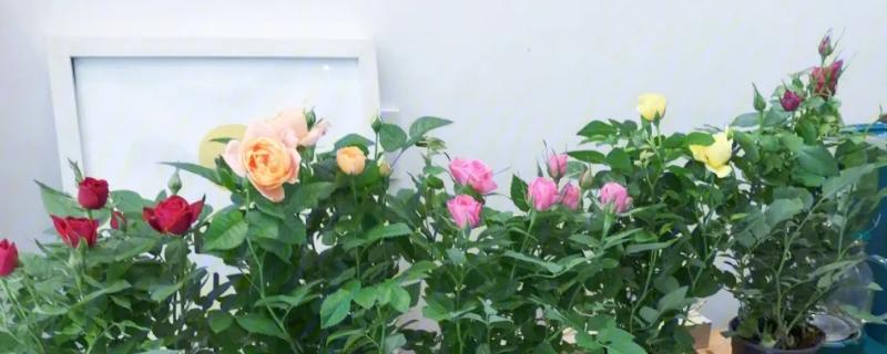 盆栽玫瑰花的种植方法，适宜生长在光照充足的环境中