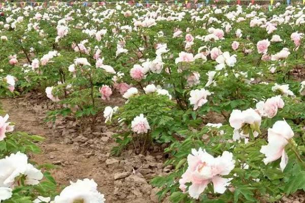 牡丹花什么时候种植，8月底种植最佳