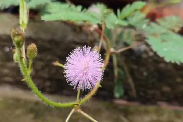 含羞草会开花吗，通常会在7-10月份开花