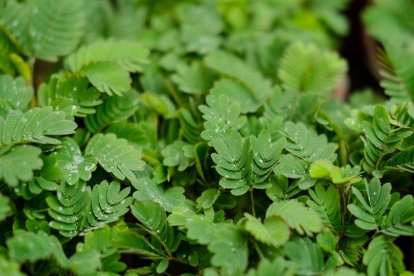 含羞草会开花吗，通常会在7-10月份开花