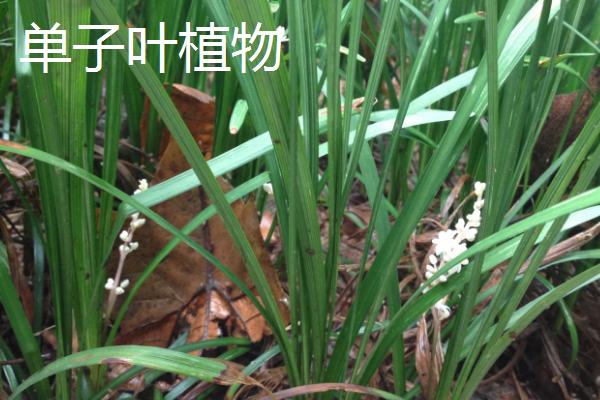 植物叶子冻伤了怎么办，需立即剪掉冻伤的叶片