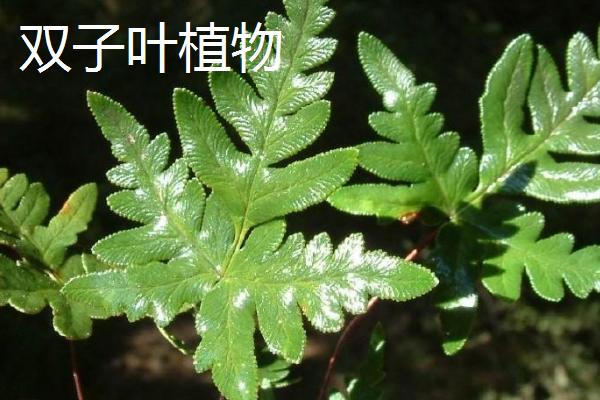 植物叶子冻伤了怎么办，需立即剪掉冻伤的叶片