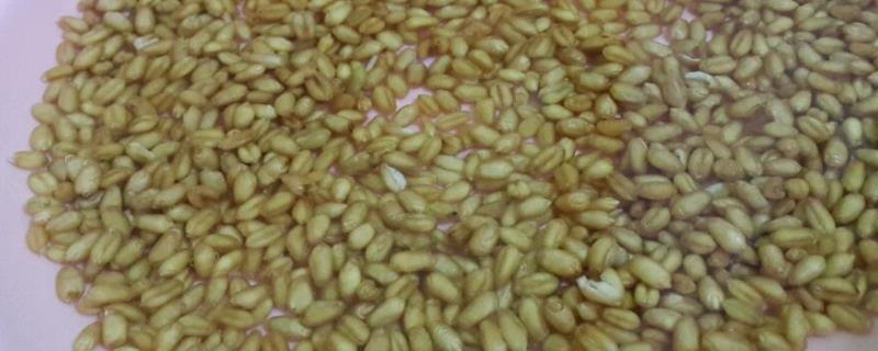 小麦泡在水里几天能发芽，小麦种子浸泡12-24小时后捞出