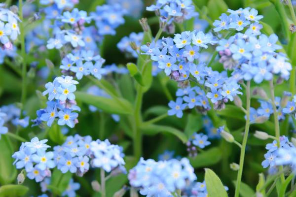 用什么花表达爱意，可选择玫瑰花、百合花、郁金香等品种