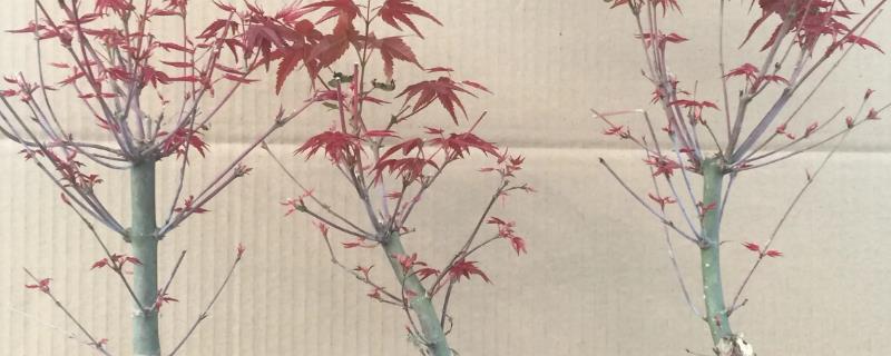 盆栽日本红枫的养殖方法，在微酸性土壤种种植为佳