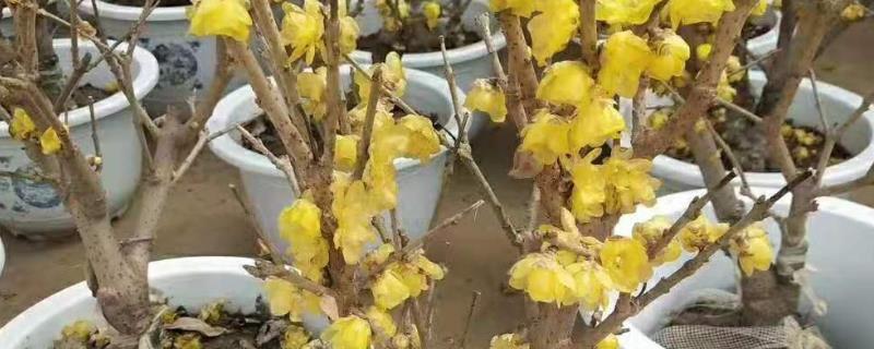 腊梅花的种植方法，用陶土盆或紫砂盆种植为佳