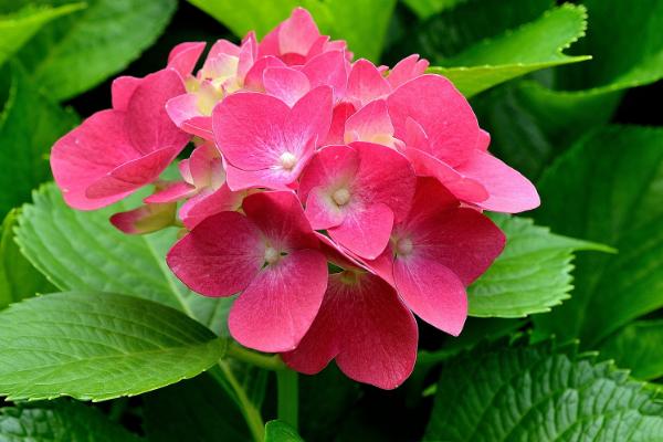 花的结构特点，由花柄、花托、花被、雄蕊群和雌蕊群组成