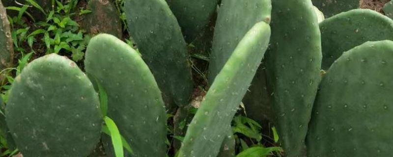 仙人掌的茎具有哪些特点，一般呈圆柱形等形状、可以储藏水分