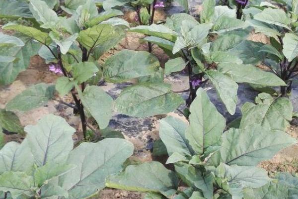 茄子秧枯萎打蔫怎么治，可喷洒药剂或疏松土壤等