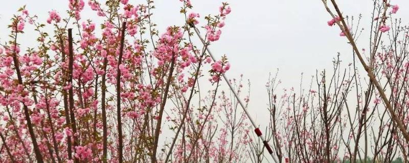 樱花树如何剪枝，一年四季都可进行小修