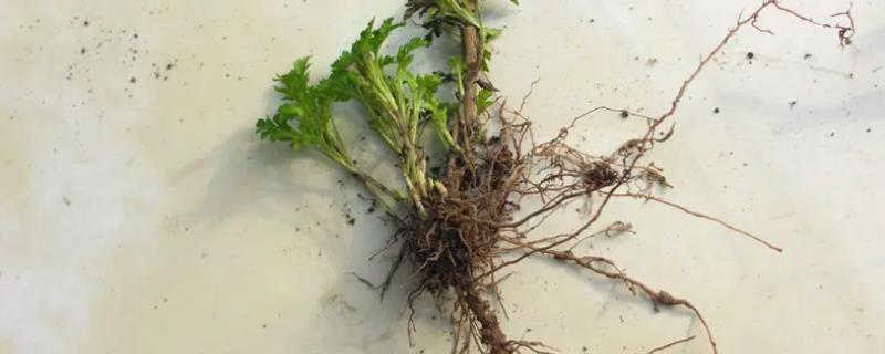 菊花的根是直根吗，取决于繁殖方式
