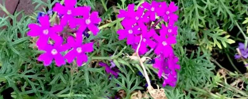 秋天紫色的花有哪些，以下五种最为常见