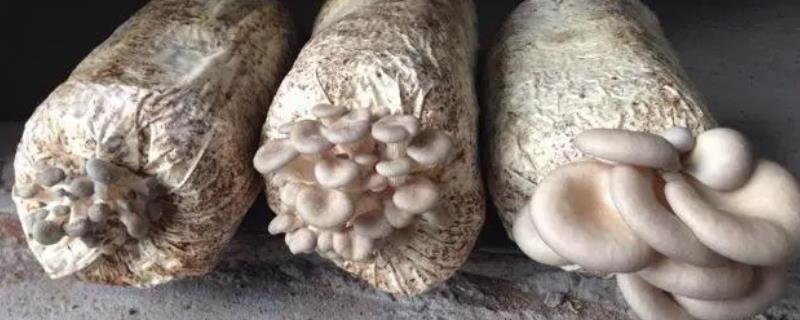 蘑菇菌棒放在家里怎么养，放置在阴暗弱光或无光的潮湿地方并保持通风